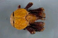 藏品(椰子蟹)的圖片